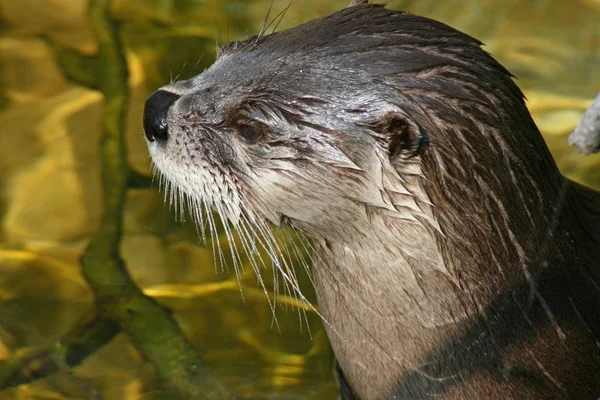 Otter Aquatics Animal Mammal — Stock Photo, Image