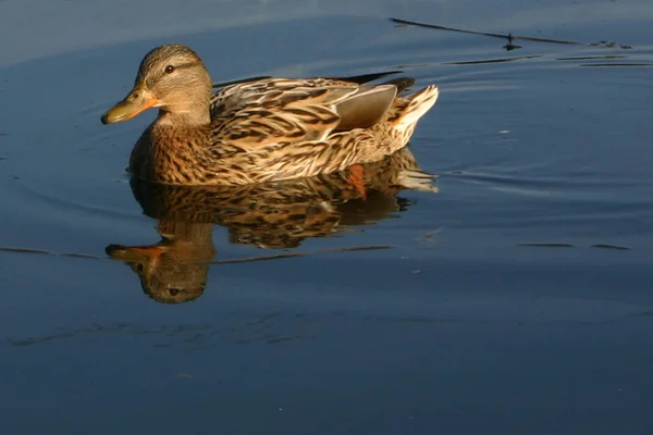 Colloquially Variety Birds Live Inland Waters Called — Stock Photo, Image