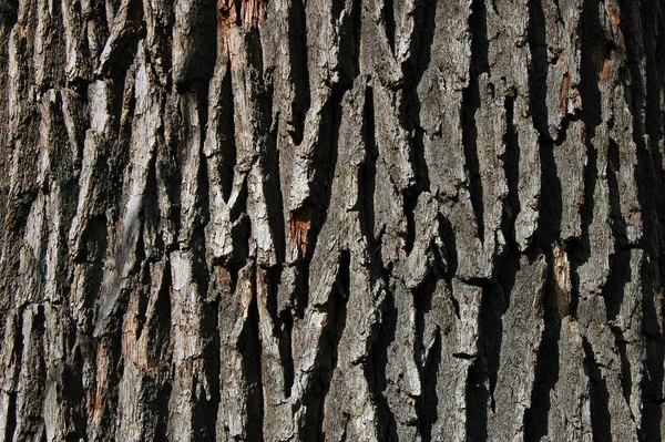 Texture Tronc Arbre Surface Écorce — Photo