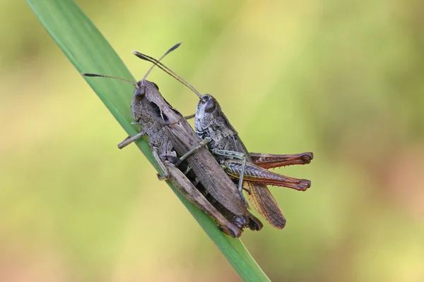 Think Large Animal Female Male Small Usual Insects Todavía Rebotan — Foto de Stock