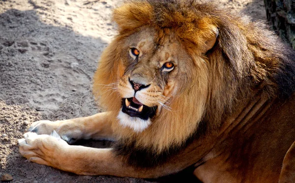 Africano Leão Selvagem Grande Gato Animal — Fotografia de Stock