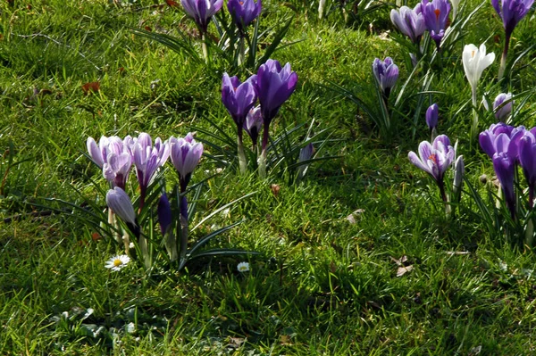 Krokusse Frühlingsblumen — Stockfoto