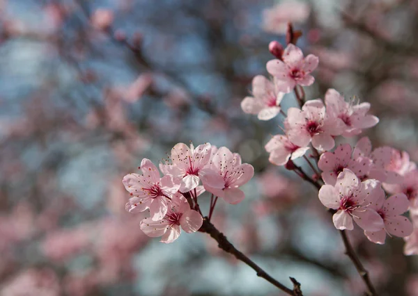 Άνθη Ανοιξιάτικα Στο Δέντρο Άνθη Κερασιάς — Φωτογραφία Αρχείου