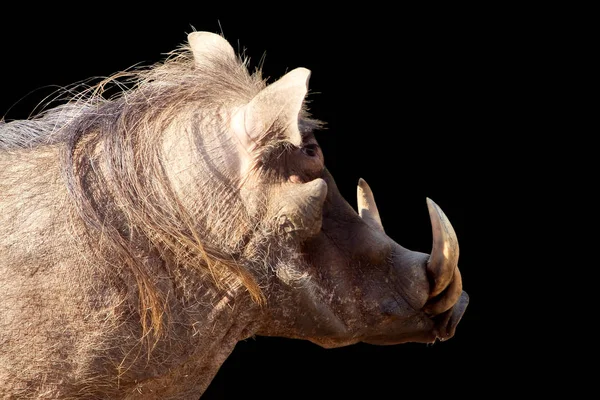 Häst Svart Bakgrund — Stockfoto