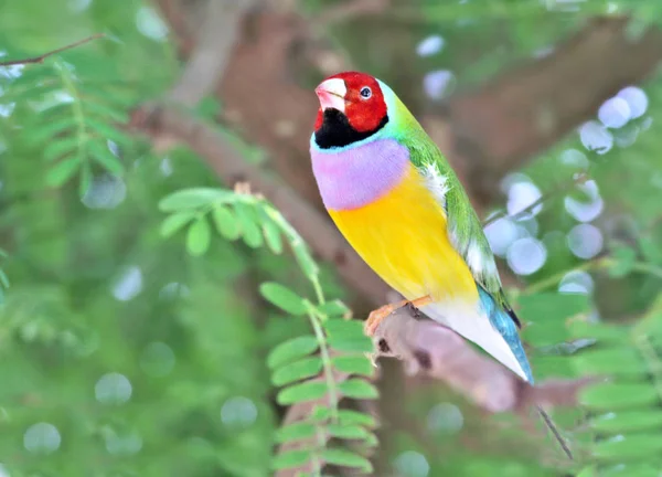 Aletas Gouldian Con Cabeza Roja —  Fotos de Stock