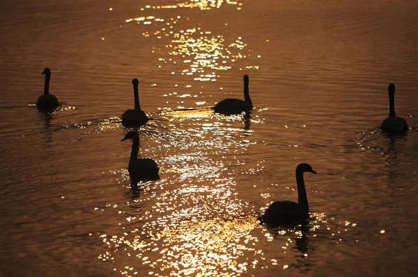 Cisnes Lago — Fotografia de Stock
