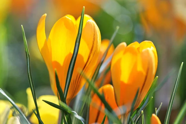 Crocus Çiçekleri Bahar Çiçekleri — Stok fotoğraf