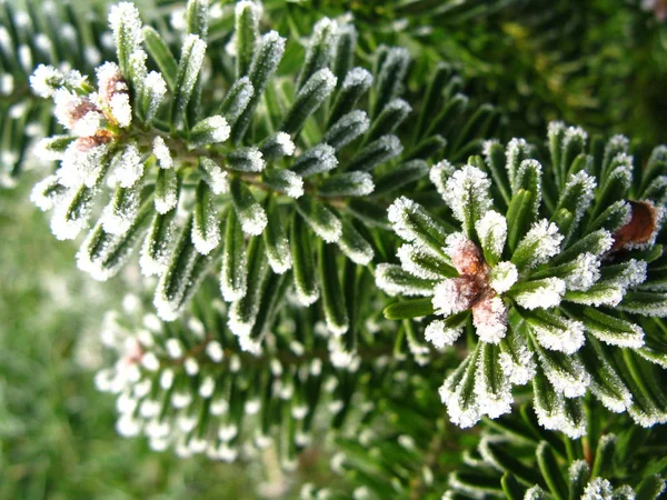 Vista Cênica Natal Decoração Férias — Fotografia de Stock