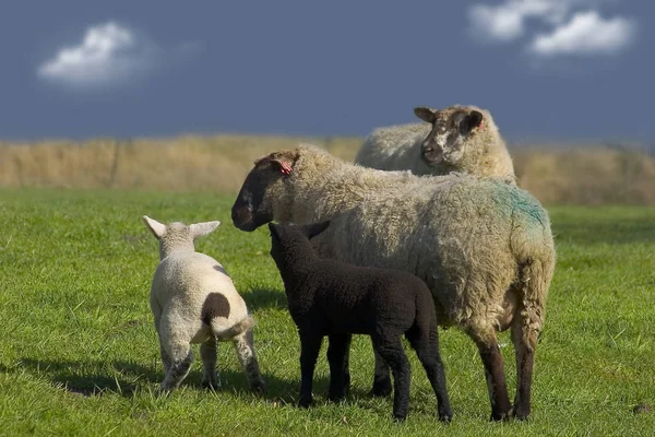 Als Landbouwhuisdier Gehouden Schapen Grasland — Stockfoto
