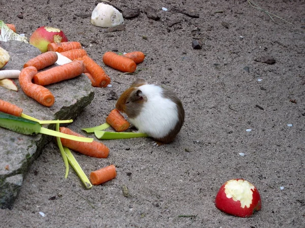 野生動物のシーン 美しい自然 — ストック写真