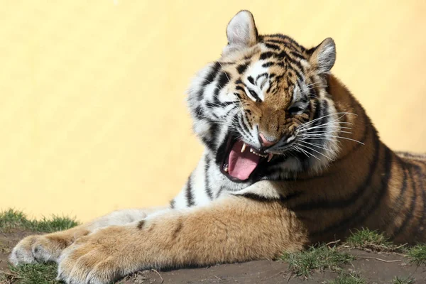 Animais Jovens Foco Seletivo — Fotografia de Stock