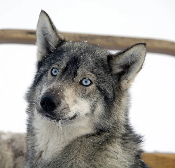 Husky Dog Háziállat — Stock Fotó