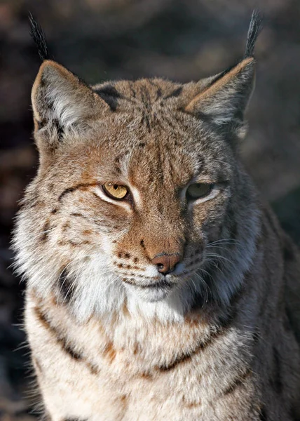 Lynx Depredador Felino Grande Gato —  Fotos de Stock