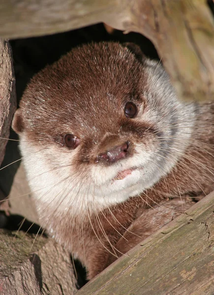 Otter Animal Acuático Mamífero — Foto de Stock