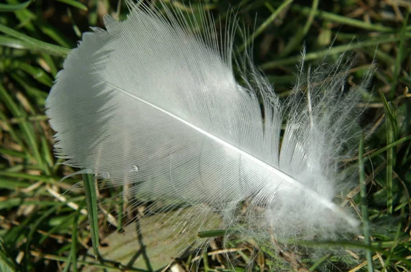 Frühling Gras — Stockfoto