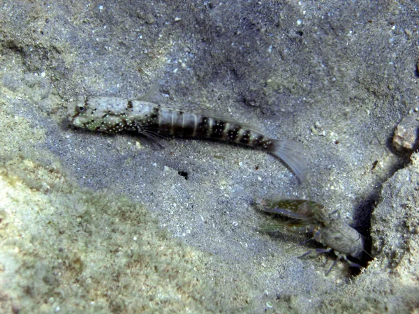 Altı Deniz Yaşamı Dünyası — Stok fotoğraf