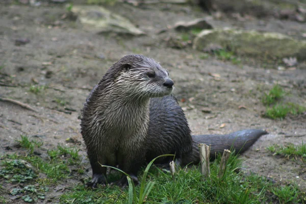 Lutra Lutra Otter Animal — Stock Photo, Image