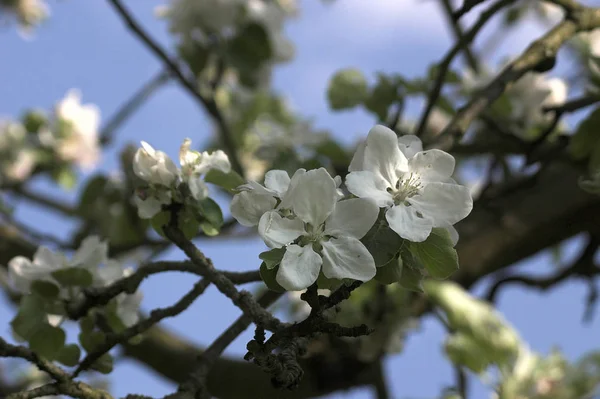 Весенние Цветы Ветвях Деревьев — стоковое фото