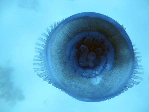 Υδρόβια Μέδουσες Θάλασσα Υποβρύχια Θαλάσσια Ζωή Πλάσμα — Φωτογραφία Αρχείου