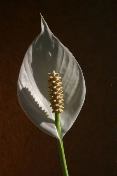 Calla Calla Palustris Aussi Appelée Calla Des Marais Calla Lily — Photo