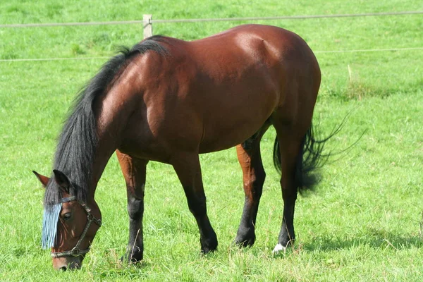 Caballos Aire Libre Durante Día — Foto de Stock