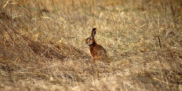 異なる動物に焦点を当て — ストック写真