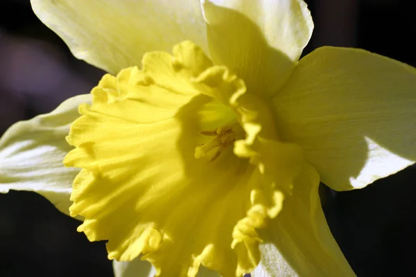 Narcissus Vårblomblad Flora — Stockfoto