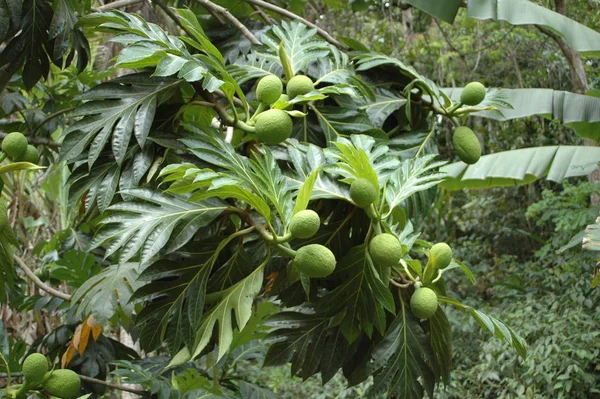 Árvore Fruto Pão Artocarpo Altilis — Fotografia de Stock