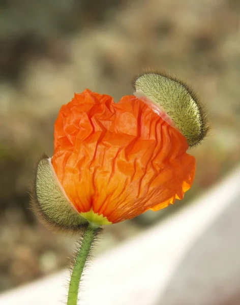 Close View Beautiful Wild Poppy Flowers — Stock Photo, Image