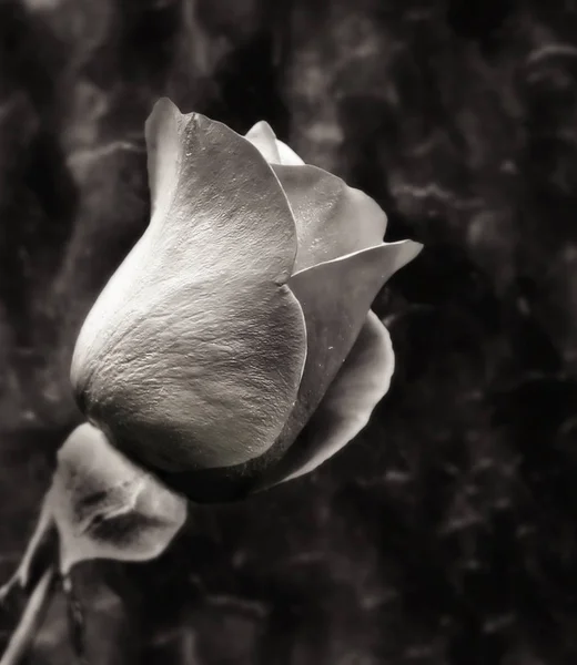 Schöne Blumen Blumiges Konzept Hintergrund — Stockfoto