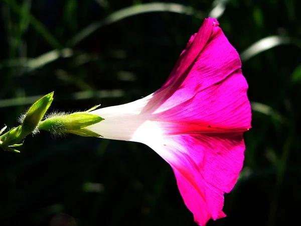 Rózsaszín Liliom Virág Kertben — Stock Fotó