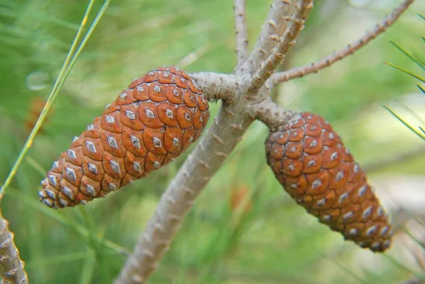 Bel Colpo Botanico Carta Parati Naturale — Foto Stock