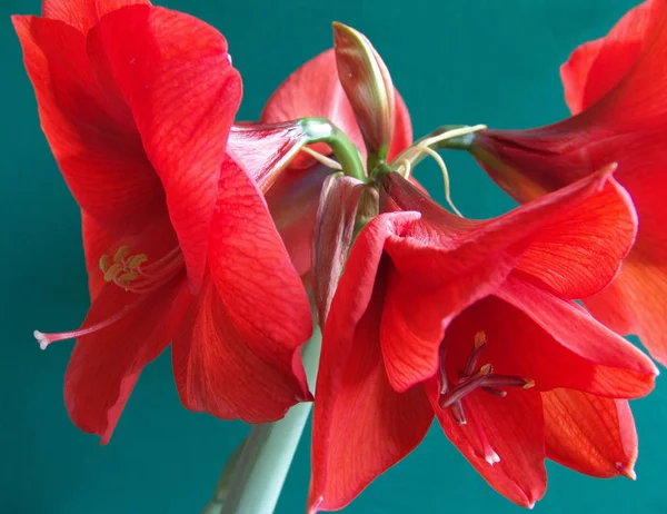 Amaryllis Flower Petals Flora — Stock Photo, Image