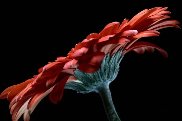 Gerbera Pétales Fleurs Flore — Photo
