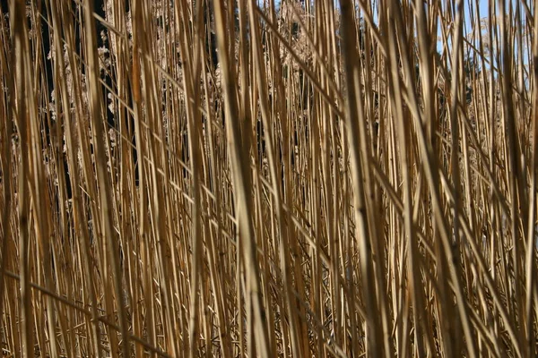 Het Woord Komt Van Het Oude Hoge Duitse Riet Sciluf — Stockfoto