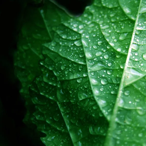 Folha Verde Com Gotas Água — Fotografia de Stock