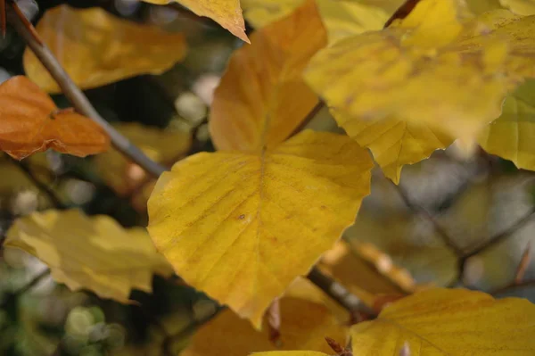 Herfst Bladeren Herfst Seizoen Flora Gebladerte — Stockfoto