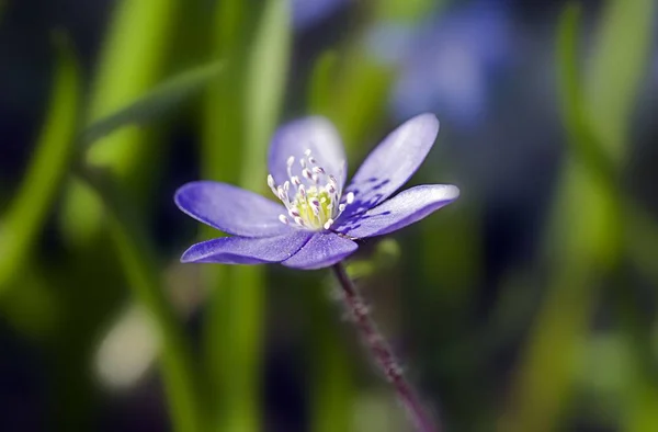 Belles Fleurs Concept Floral Fond Nature — Photo