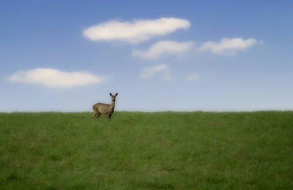 Natureza Vida Selvagem Cervo Animal Fauna — Fotografia de Stock