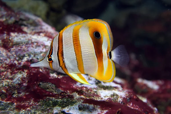 Malebný Pohled Motýlí Ryby Pod Vodou — Stock fotografie