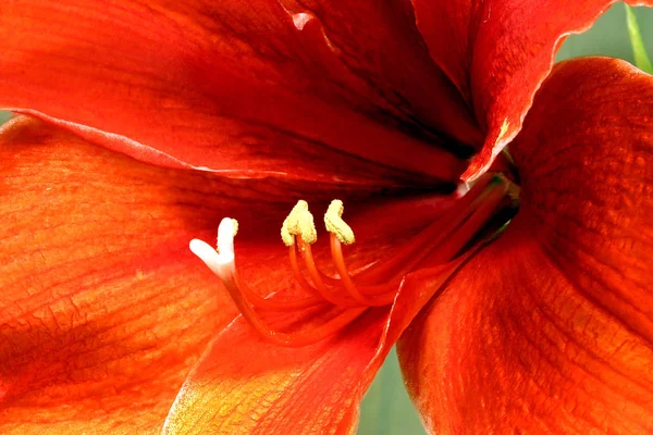 アマリリスの花びらや植物 — ストック写真