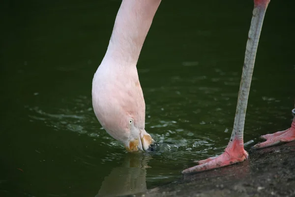 粉红的极薄的鸟 — 图库照片