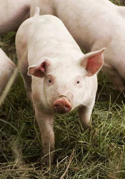 Pecuária Doméstica Pastagem Agrícola — Fotografia de Stock