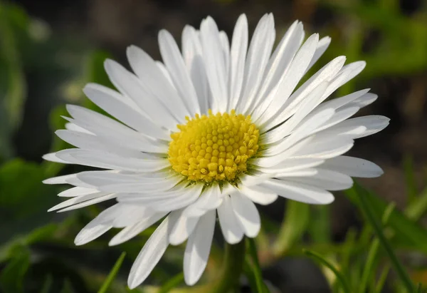 Imagem Margarida Plena Flor — Fotografia de Stock