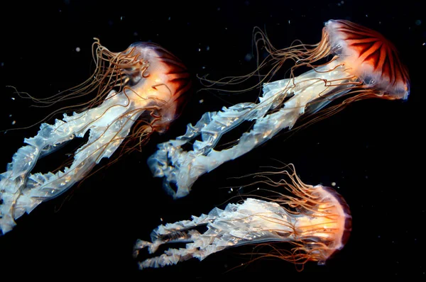 Méduses Mer Sous Marine Vie Marine Créature — Photo