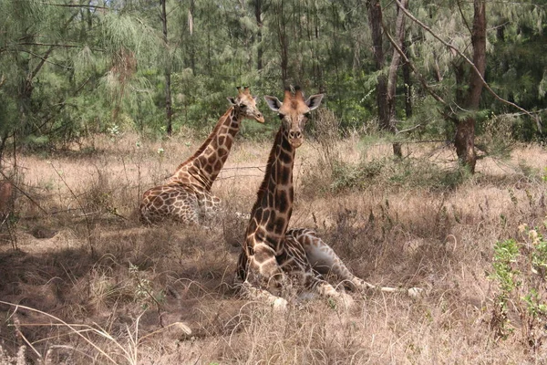 Zürafalar Vahşi Yaşam Bitki Hayvanlar — Stok fotoğraf