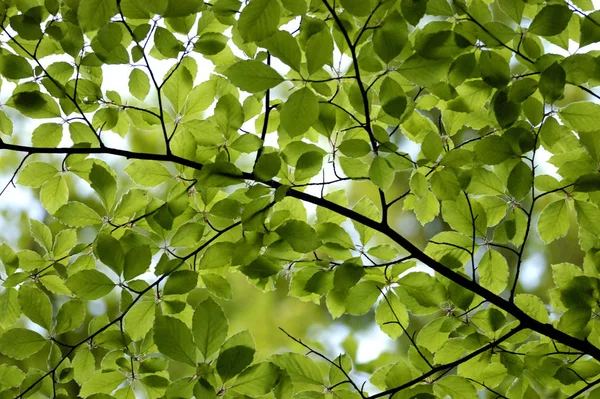 Закрыть Вид Листья Лесу — стоковое фото