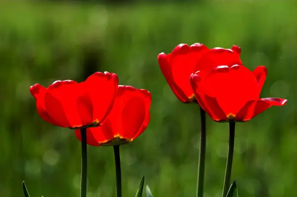 Tulipas Luz Traseira — Fotografia de Stock