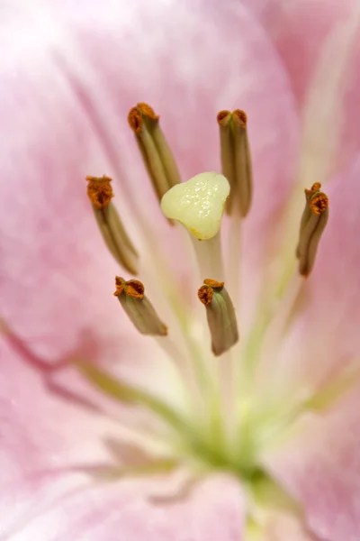 Beautiful Botanical Shot Natural Wallpaper — Stock Photo, Image