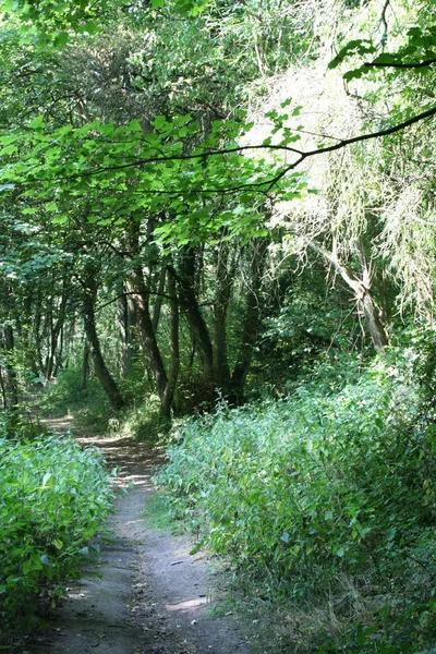 Szenische Ansicht Der Flora Wilden Wäldern — Stockfoto